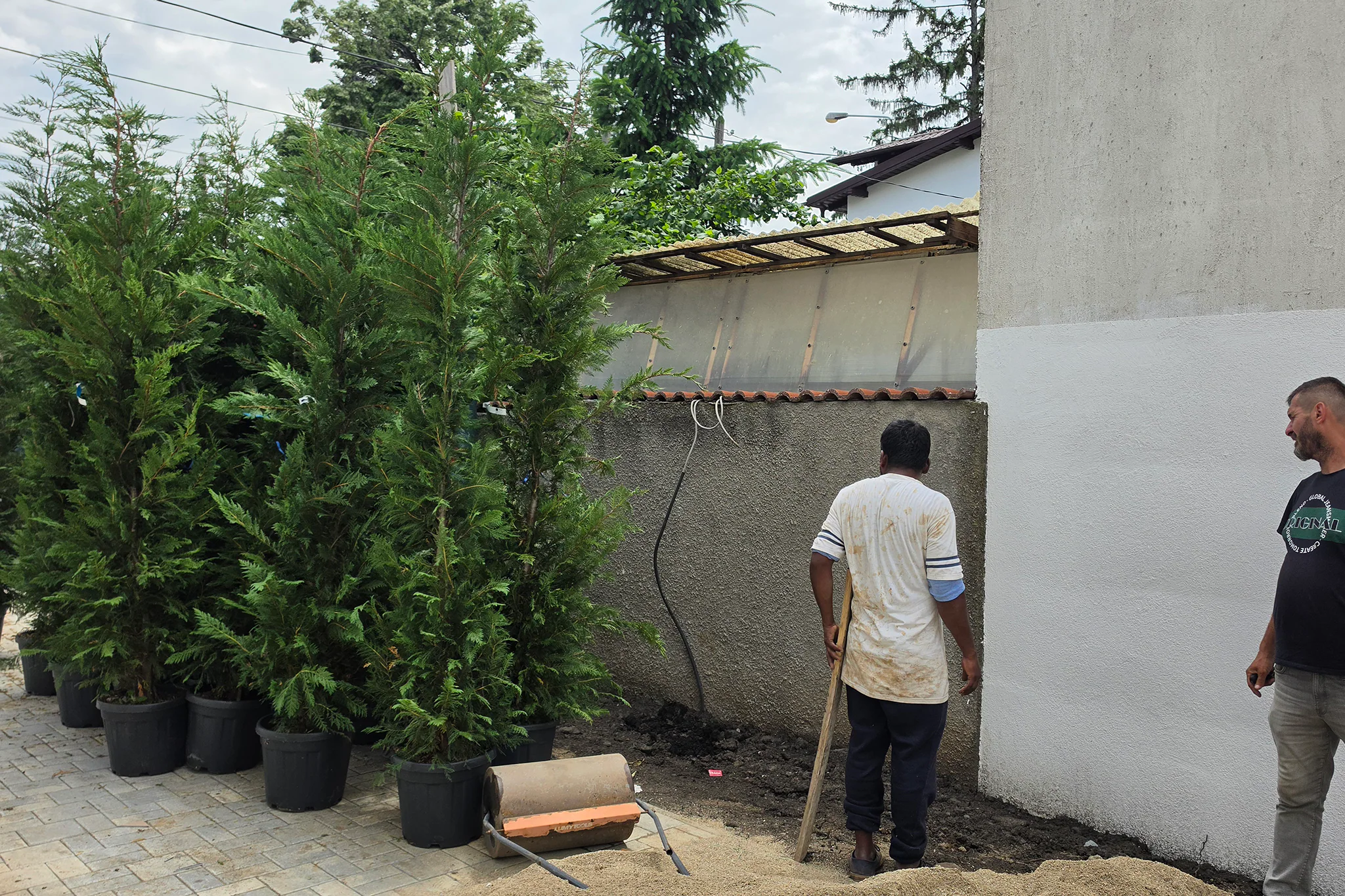 Conifere pregătite pentru plantare lângă o alee pavată în Ploiești